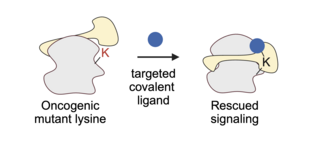 Lysine2
